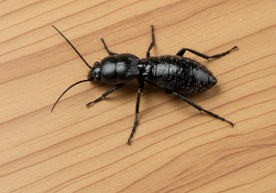 Why Chicago is a Pest Hotspot: Your Local Guide to a Protected Home